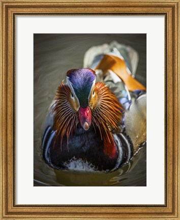 Framed Mandarin Duck II Print