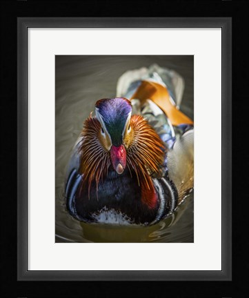 Framed Mandarin Duck II Print