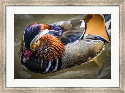 Framed Mandarin Duck III Print