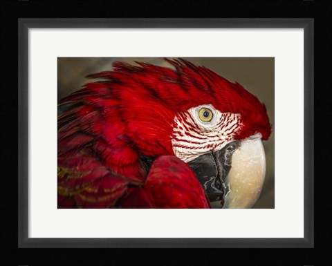 Framed Ara Parrot Close Up Print