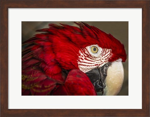 Framed Ara Parrot Close Up Print