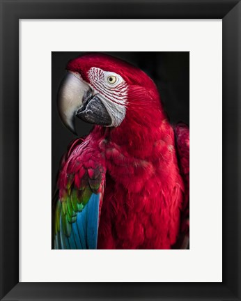 Framed Ara Parrot Print