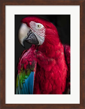 Framed Ara Parrot Print