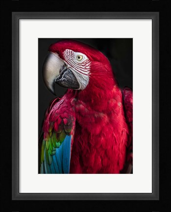 Framed Ara Parrot Print