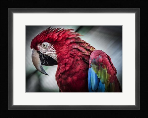 Framed Ara Parrot II Print