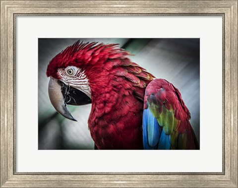 Framed Ara Parrot II Print