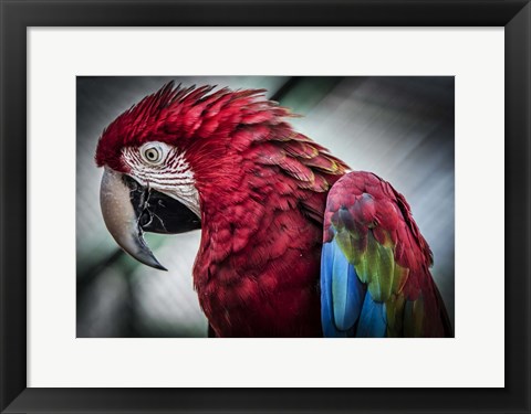 Framed Ara Parrot II Print