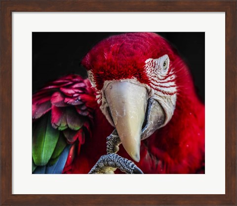 Framed Ara Parrot  III Print