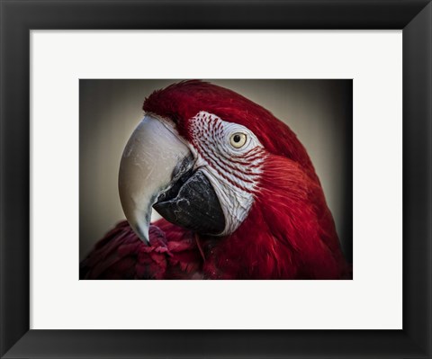 Framed Ara Parrot Close Up III Print