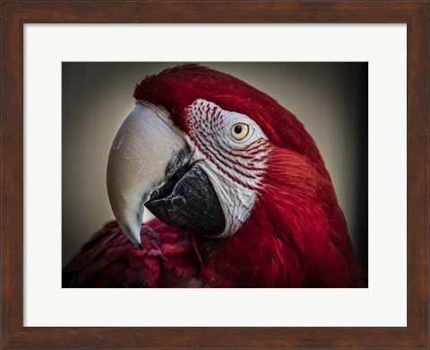 Framed Ara Parrot Close Up III Print