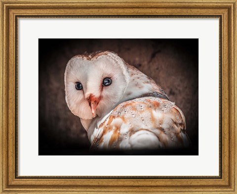 Framed Screech Owl Print