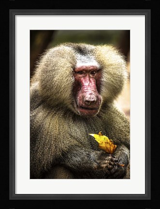 Framed Baboon Print