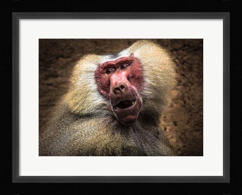 Framed Baboon III Print