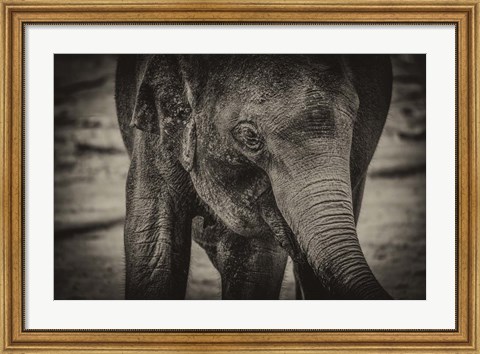 Framed Young Elephant sepia Print