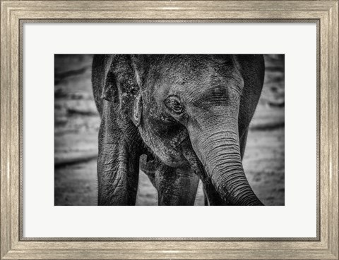 Framed Young Elephant Black &amp; White Print