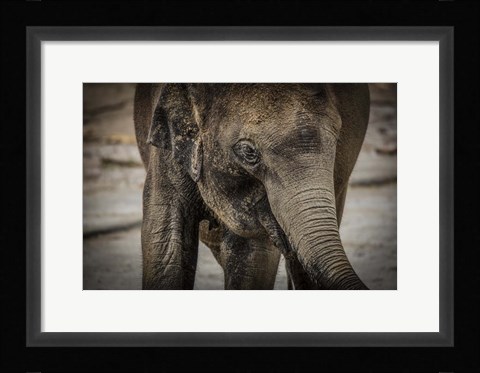 Framed Young Elephant Print