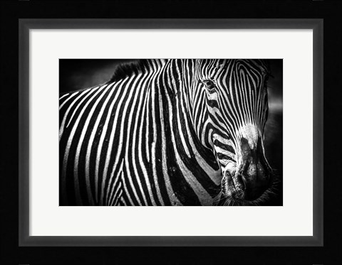 Framed Zebra II Black &amp; White Print