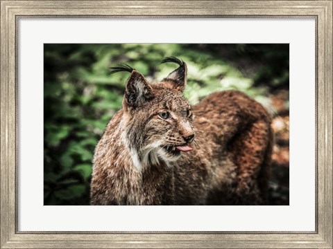 Framed Lynx Tonque Print