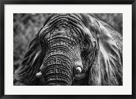 Framed Elephant Front Black &amp; White Print