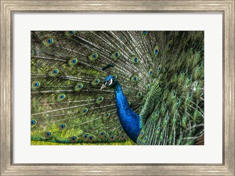 Framed Peacock Showing Off Print
