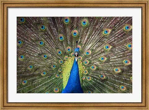 Framed Peacock Showing Off Close Up Print