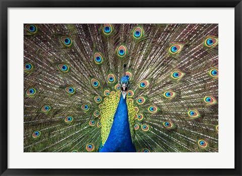Framed Peacock Showing Off Close Up Print