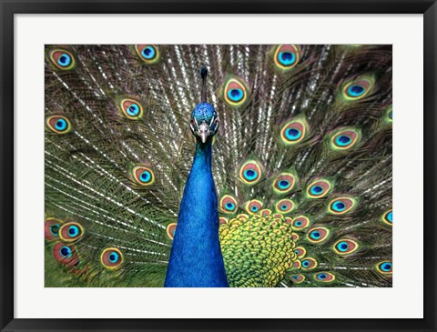 Framed Peacock Showing Off Close Up II Print