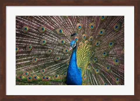 Framed Peacock Showing Off III Print