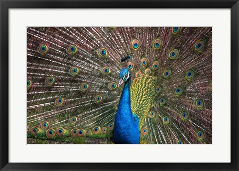 Framed Peacock Showing Off III Print