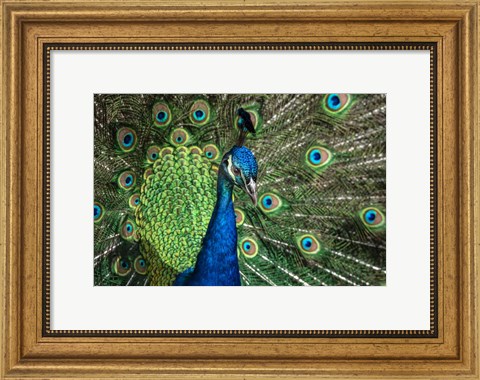 Framed Peacock Showing Off Close Up III Print