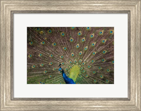 Framed Peacock Showing Off IV Print