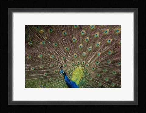 Framed Peacock Showing Off IV Print