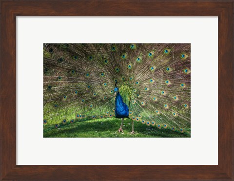 Framed Peacock Showing Off V Print