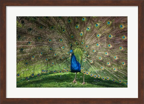 Framed Peacock Showing Off V Print