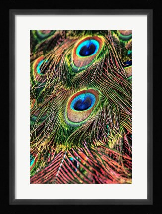Framed Peacock Feathers Print