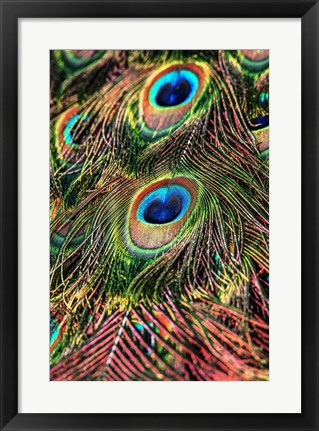 Framed Peacock Feathers Print