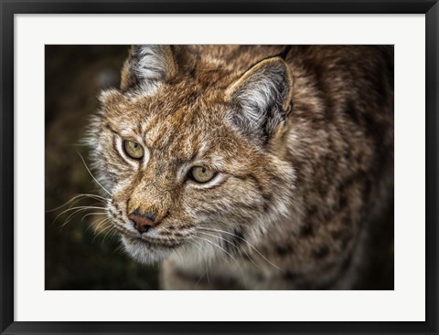 Framed Lynx Close Up Print
