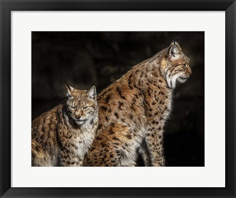 Framed Two Lynxes Print