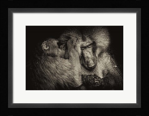 Framed Baboon II Sepia Print