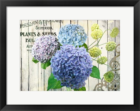 Framed Farm Seed Hydrangeas Print