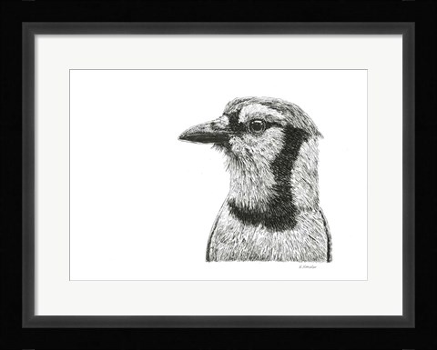 Framed Blue Jay Print