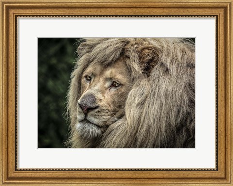 Framed White Lion Print