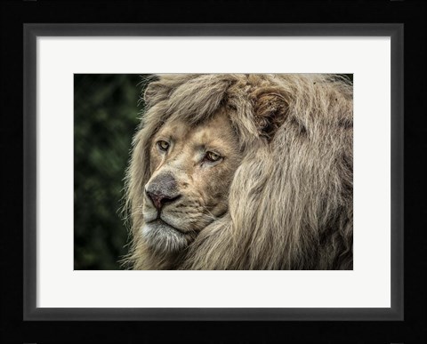 Framed White Lion Print