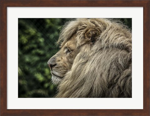 Framed White Lion Side Print