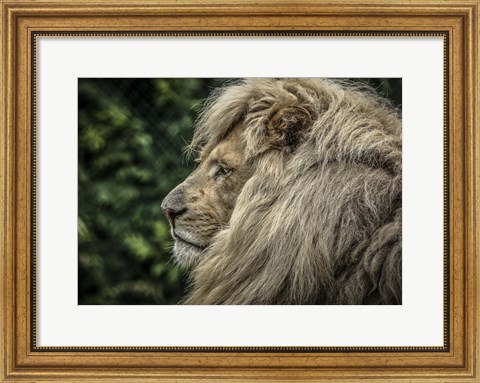 Framed White Lion Side Print