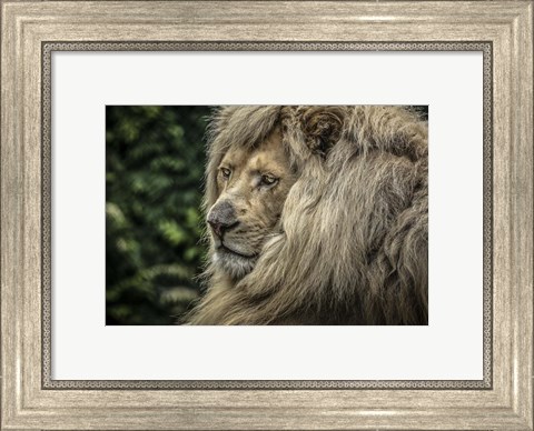 Framed White Lion Wide Print
