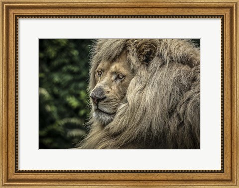 Framed White Lion Wide Print