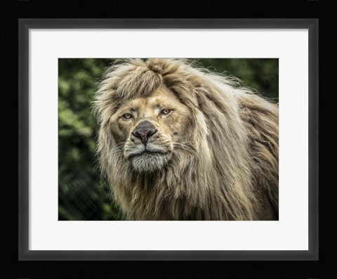 Framed White Albino Lion II Print