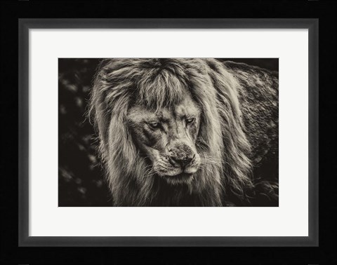 Framed White Albino Lion III Sepia Print