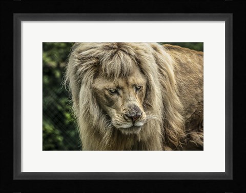 Framed White Albino Lion III Print